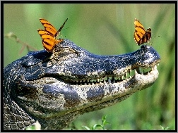 Krokodyla, Motyle, Głowa